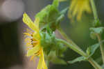 Sticky rosinweed